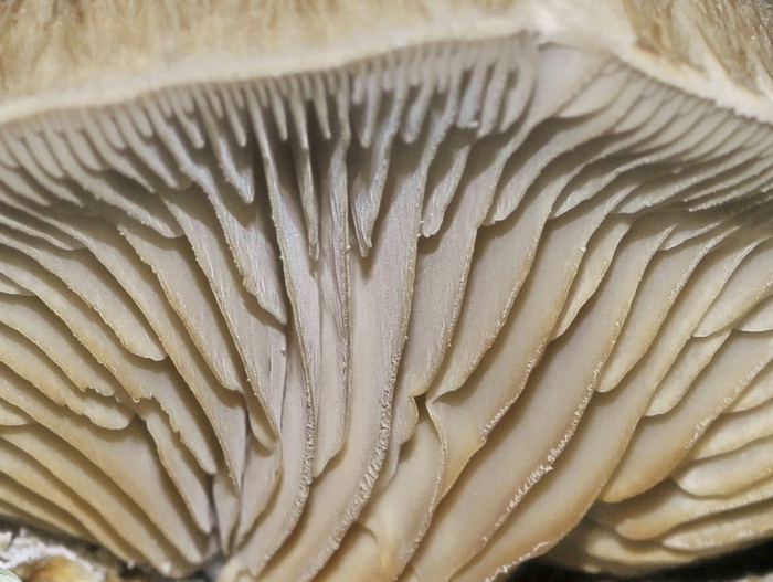 Panellus serotinus?